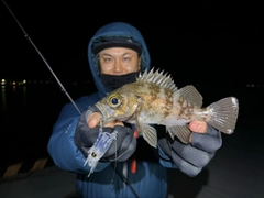 シロメバルの釣果