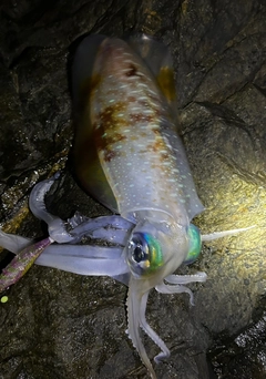 アオリイカの釣果