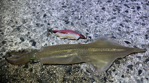 ヤリイカの釣果