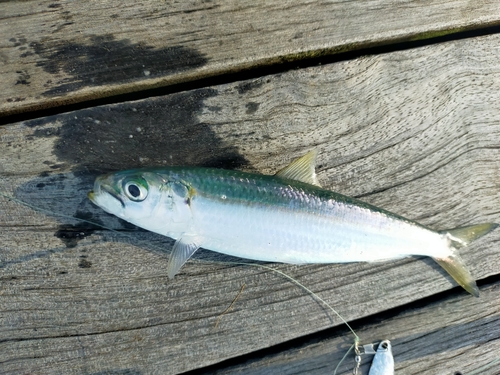 カタボシイワシの釣果