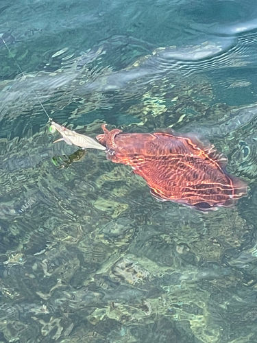 コウイカの釣果