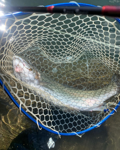 ニジマスの釣果