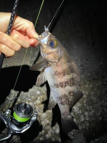 メバルの釣果