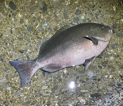 クチブトグレの釣果