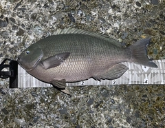 クチブトグレの釣果