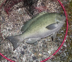 クチブトグレの釣果