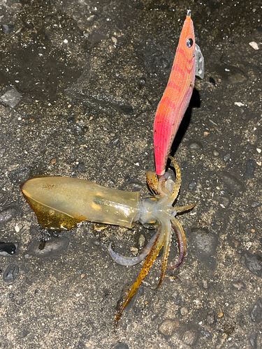 ケンサキイカの釣果