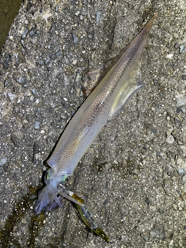 ヤリイカの釣果