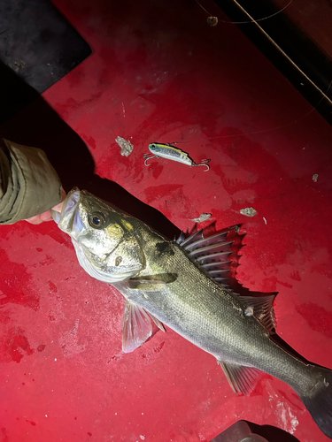 シーバスの釣果