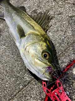 フッコ（マルスズキ）の釣果