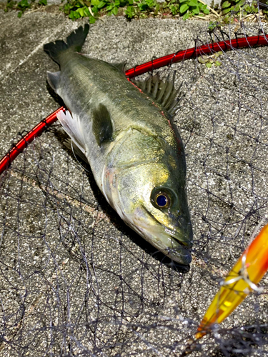 フッコ（マルスズキ）の釣果