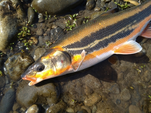 ウグイの釣果