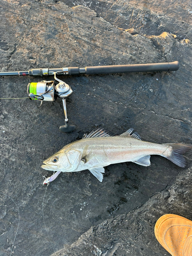 シーバスの釣果