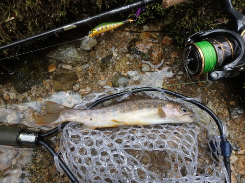 イワナの釣果