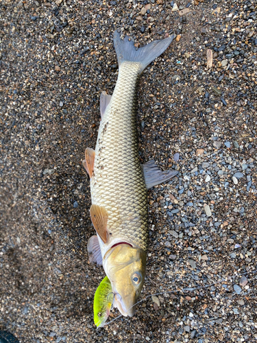 ニゴイの釣果