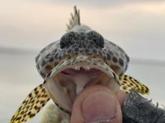 カンモンハタの釣果