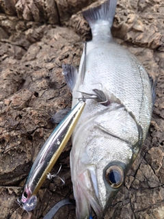 セイゴ（ヒラスズキ）の釣果