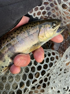 ヤマメの釣果