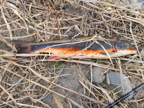 マルタウグイの釣果