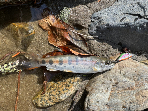 ヤマメの釣果