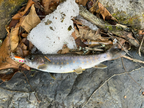 イワナの釣果