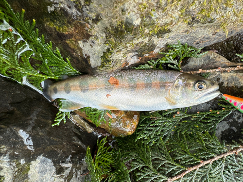 ヤマメの釣果