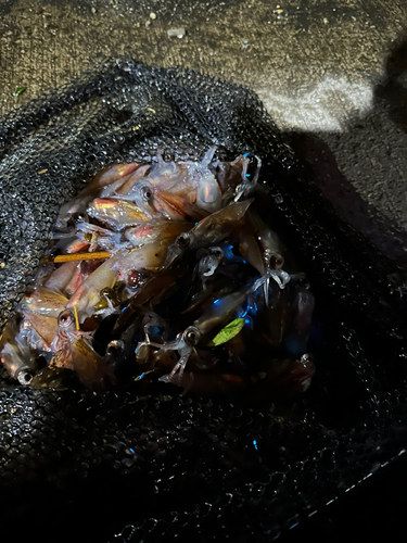 ホタルイカの釣果