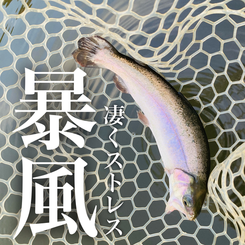 ニジマスの釣果