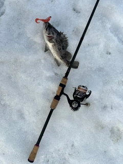 クロソイの釣果