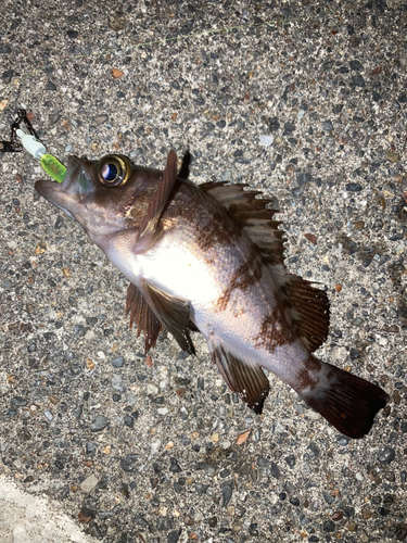 シロメバルの釣果