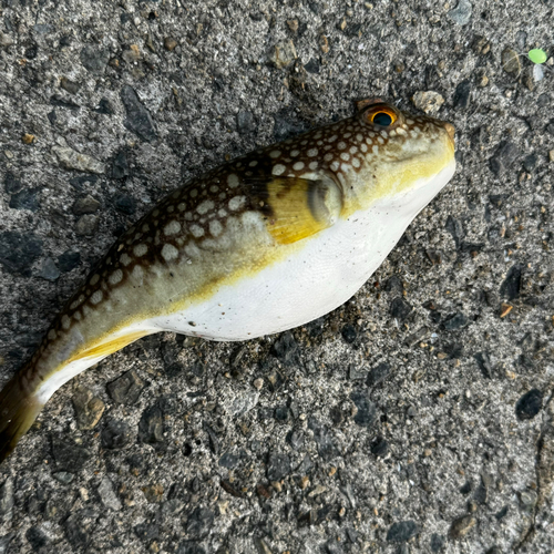 コモンフグの釣果