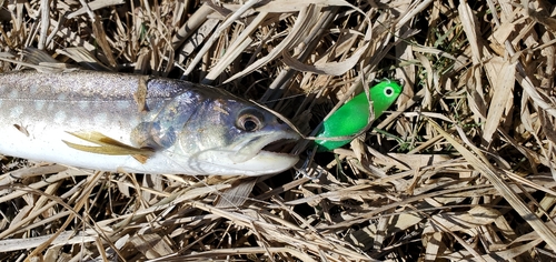 アメマスの釣果