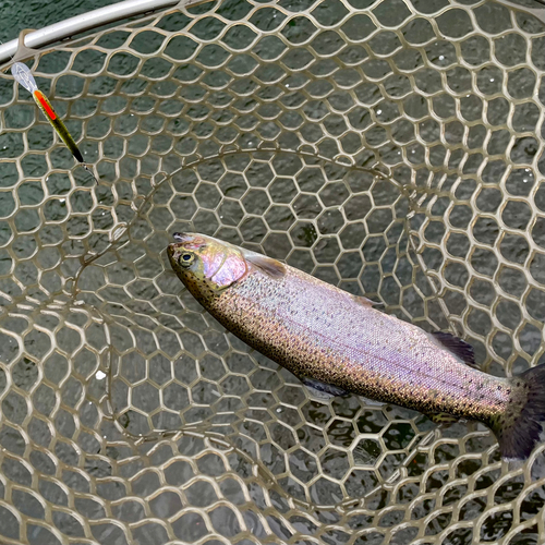 ニジマスの釣果