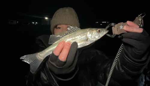 セイゴ（マルスズキ）の釣果