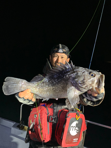 クロソイの釣果