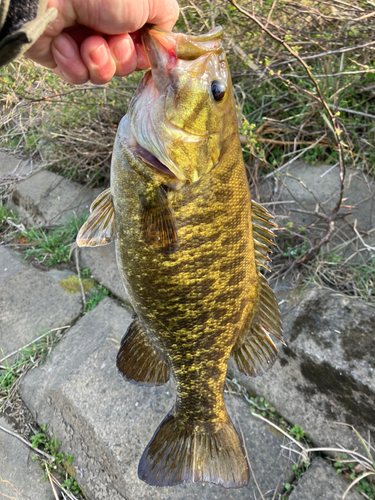 スモールマウスバスの釣果