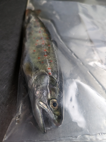 アマゴの釣果