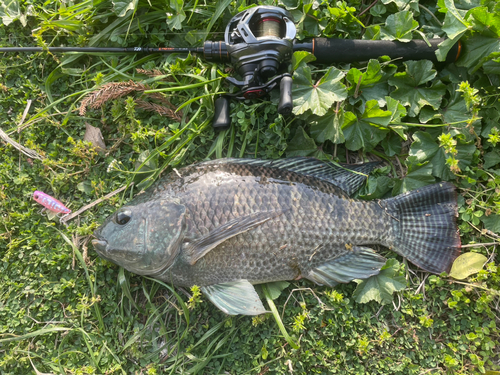 三重県で釣れたティラピアの釣り・釣果情報 - アングラーズ | 釣果600万件の魚釣り情報サイト