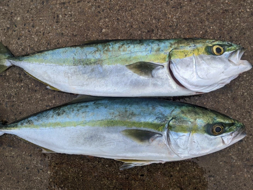 ヤズの釣果