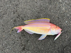 イトヨリダイの釣果