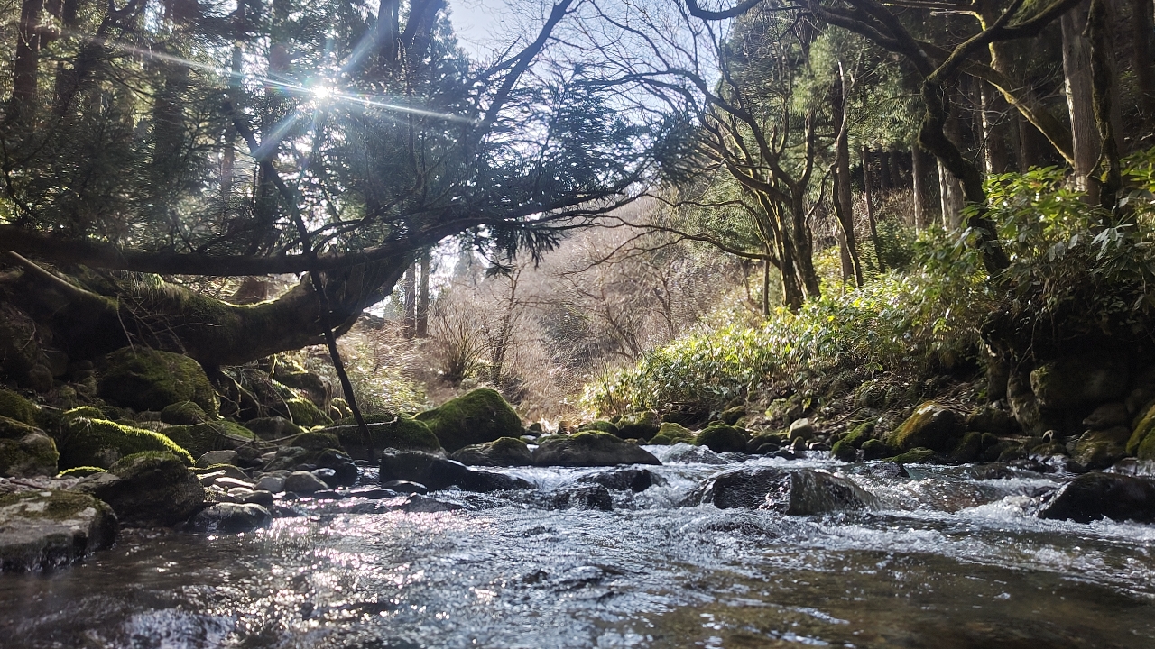 イワナ