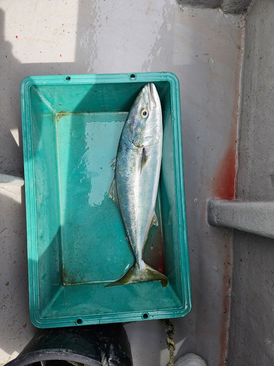 洋平たんさんの釣果 2枚目の画像