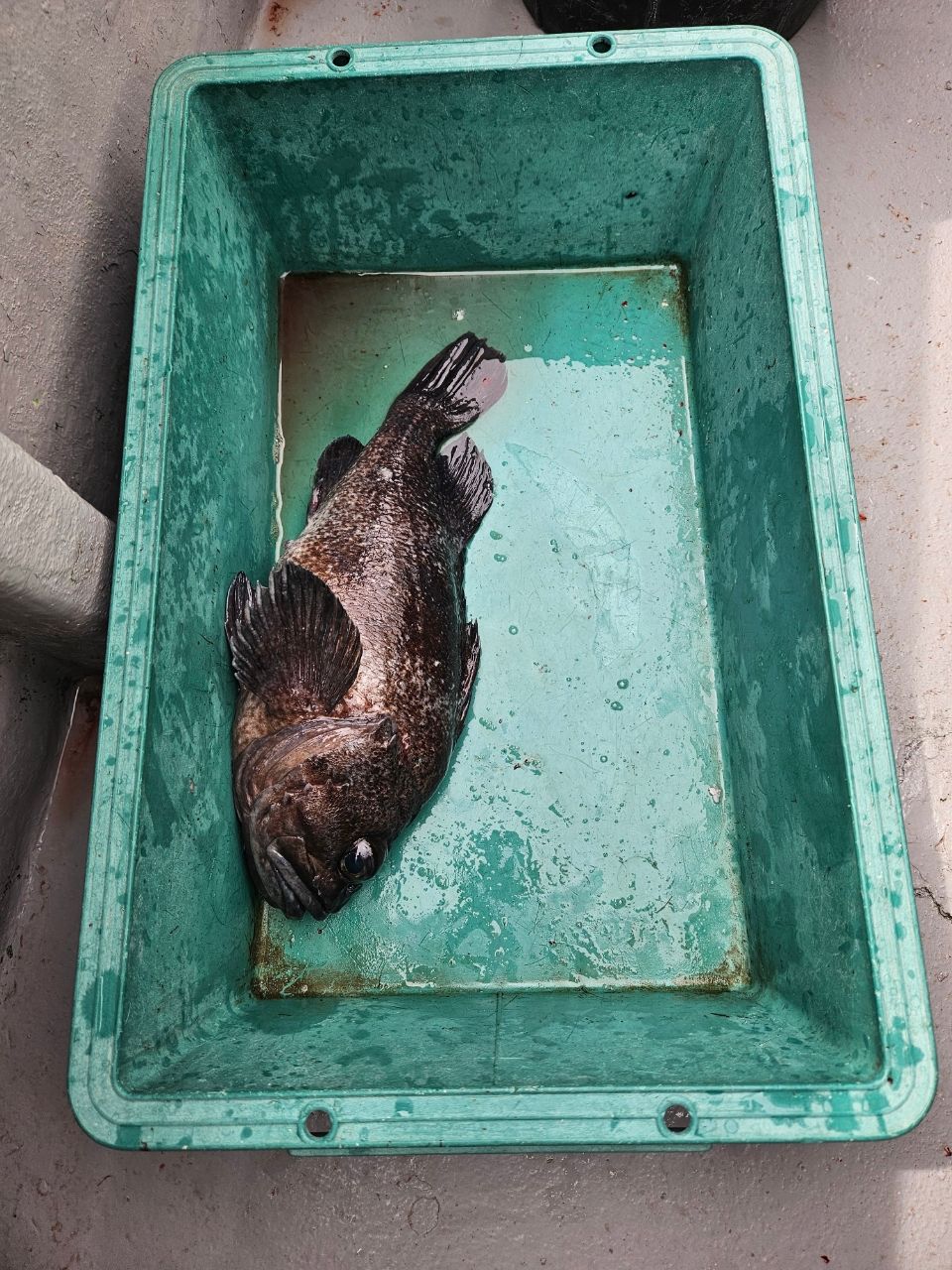 洋平たんさんの釣果 3枚目の画像