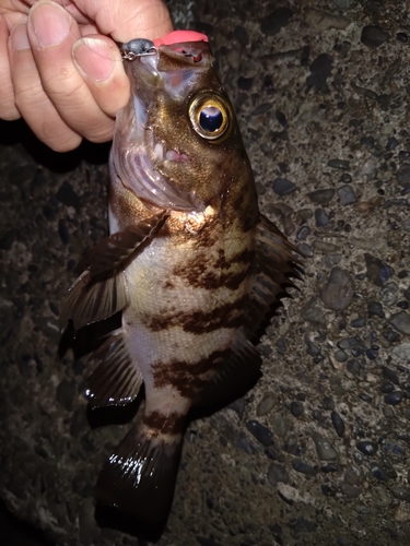 メバルの釣果