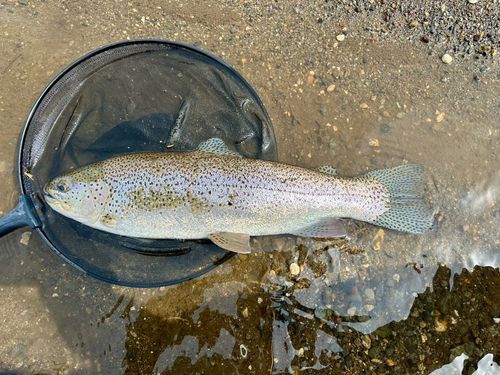 ニジマスの釣果