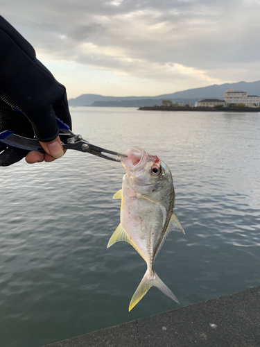 メッキの釣果