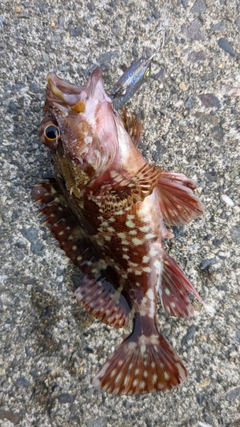 カサゴの釣果