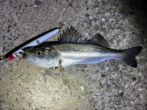 スズキの釣果