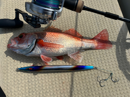 アカムツの釣果