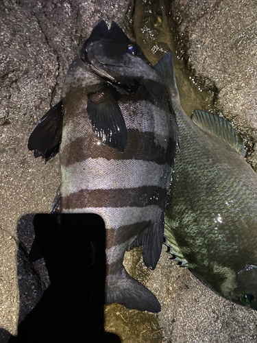 イシダイの釣果